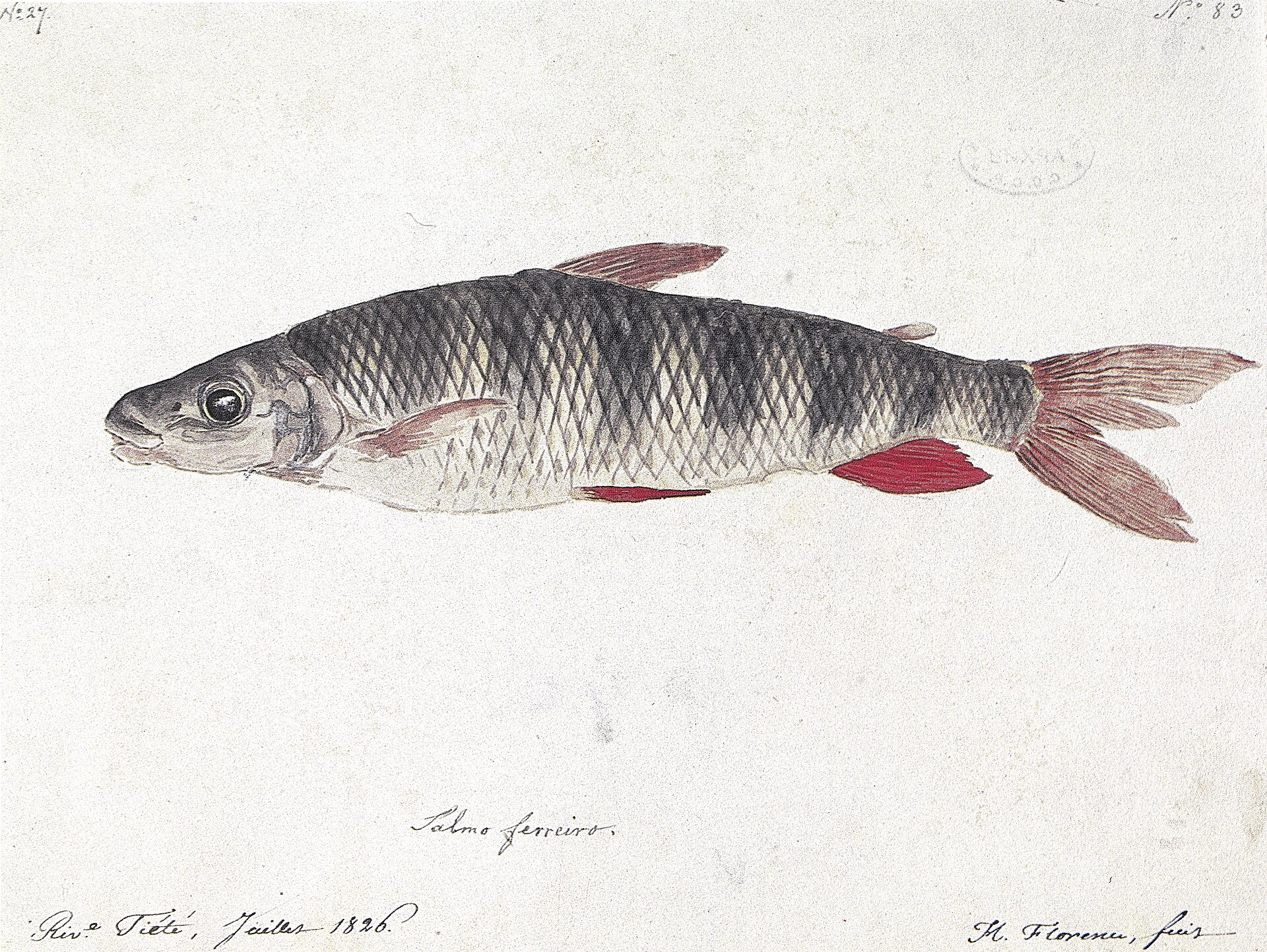 Imagem de referência de Nº 27. Nº 83. Salmo ferreiro. Riv.e Tiété, Juillet 1826. H. Florence, fecit., descrito nos dados abertos como obra do acervo do Instituto Hercule Florence