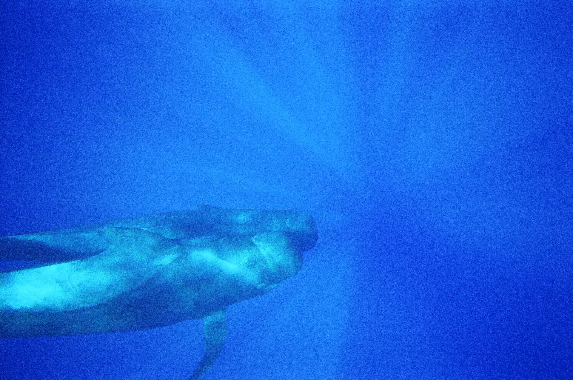 Imagem de referência relacionada a Blackfish, item descrito como documentário norte-americano