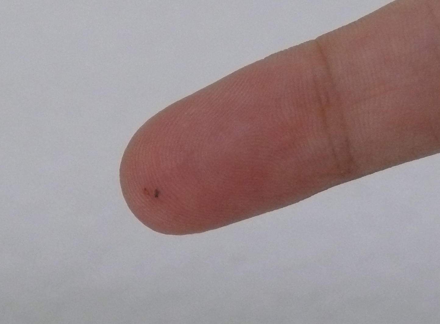 Imagem de referência de Splinter, descrito nos dados abertos como álbum de The Offspring
