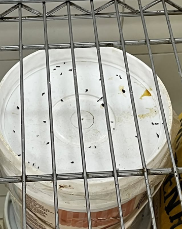 Cliente que encontrou rato morto em bolo consumiu parte do alimento, diz polícia